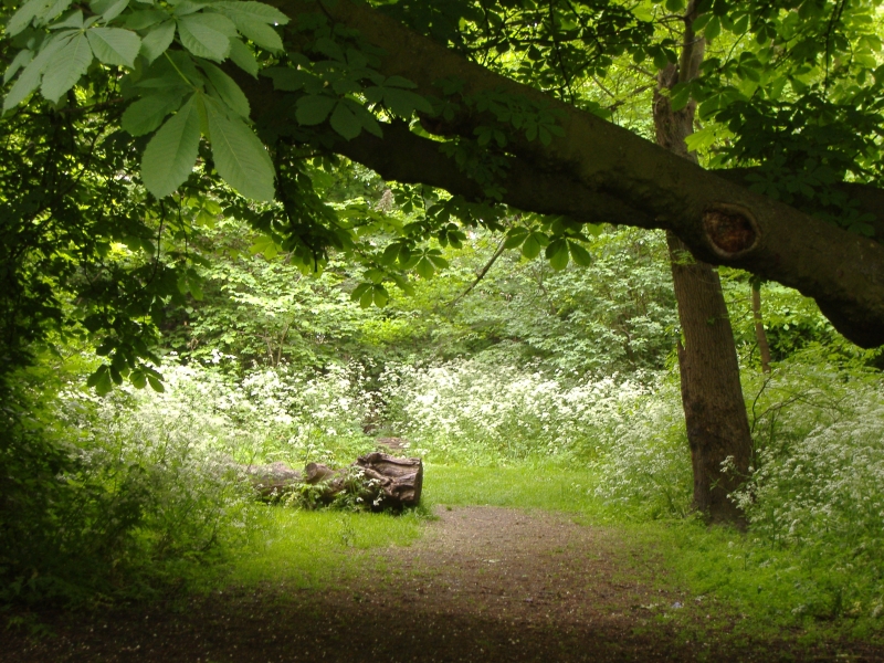 Barnsbury Wood